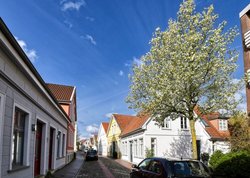 Blühende Weißdornbäume im Johannisviertel in Oldenburg. Foto: Hans-Jürgen Zietz