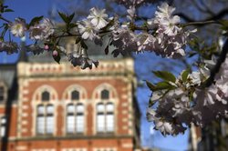 Frühlingsblüten am Oldenburger Rathaus. Foto: Hans-Jürgen Zietz