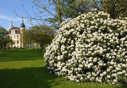 Blühender Rhododendron im Schlossgarten. Foto: Hans-Jürgen Zietz