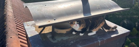Die junge Katze kauert auf dem Schornstein des Einfamilienhauses. Foto: Feuerwehr Oldenburg