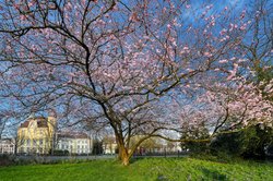 Frühlingsblüher im Oldenburger Schlossgarten. Foto: Hans-Jürgen Zietz