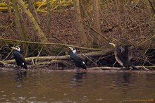 Vögel am Swarte-Moor-See. Foto: Roland Nappe