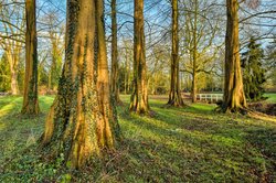 Urwelt-Mammutbäume im Oldenburger Schlossgarten. Foto: Hans-Jürgen Zietz Urwelt-Mammutbäume im Oldenburger Schlossgarten. Foto: Hans-Jürgen Zietz