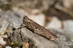 Brauner Grashüpfer. Foto: Christian Roesti/Orthoptera.ch