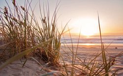 Blick auf Dünen, Sand und Meer. Foto: Nathan Cowley/Pexels.com