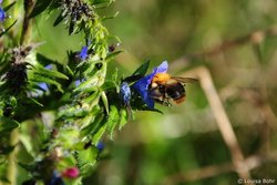 Acker-Hummel. Foto: Louisa Bohr