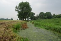 Rundgang am Bornhorster See