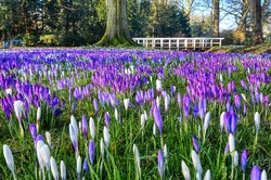 Blühende Krokusse im Schlossgarten. Foto: Hans-Jürgen Zietz