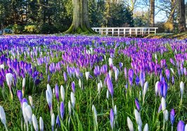 Blühende Krokusse im Schlossgarten. Foto: Hans-Jürgen Zietz