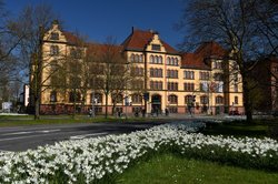 Blühende Narzissen auf dem Pferdemarkt in Oldenburg. Foto: Hans-Jürgen Zietz