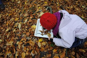 Kind untersucht Laubblätter. Foto: Stadt Oldenburg