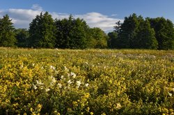 Feuchtwiese in der Oldenburger Buschhagenniederung. Foto: Hans-Jürgen Zietz