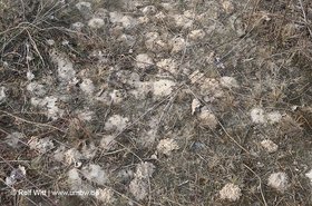 Lebensraum der Sandbienen. Foto: Rolf Witt