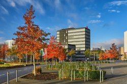 Farbenfrohes Herbstlaub rund um die Maastrichter Straße. Foto: Hans-Jürgen Zietz