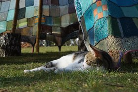 Eine Katze sonnt sich vor dem „Tipi“. Foto: Stadt Oldenburg.