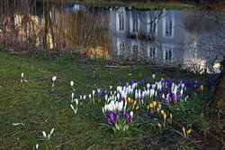 Krokusse im Schlossgarten. Foto: Hans-Jürgen Zietz.  