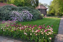 Blütenreiche Tulpenbeete. Foto: Hans-Jürgen Zietz