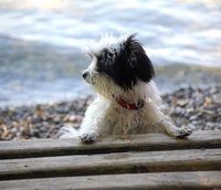 Dog playing at a lake. Picture: GabiB./Pixelio.de