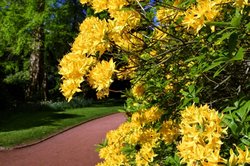 Blühende Azaleen im Oldenburger Schlossgarten. Foto: Hans-Jürgen Zietz