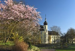 Blühende Zierkirschen in der Oldenburger Innenstadt. Foto: Hans-Jürgen Zietz 