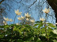 Buschwindröschen im Oldenburger Schlossgarten