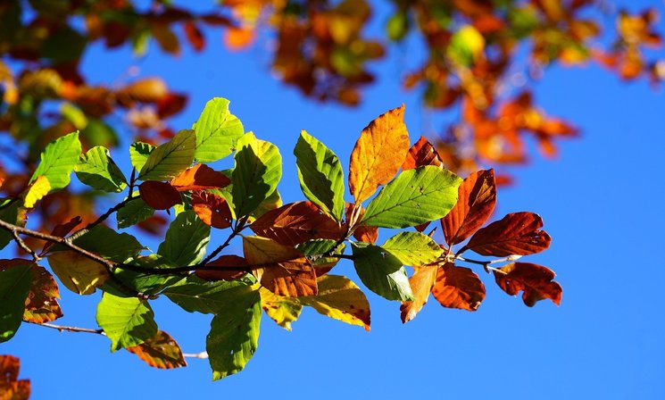 Ast am Baum mit bunten Herbstblättern. Foto: Hans/Pixabay