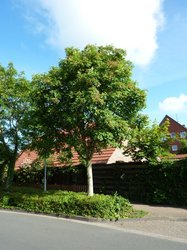 Blumenesche in der Graf-Dietrich-Straße. Foto: Stadt Oldenburg