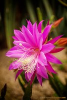 Kaktusblüte im Botanischen Garten. Foto: Roland Nappe