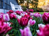 Buntes Blumenbeet. Foto: Roland Nappe