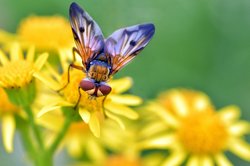 Breitflüglige Raupenfliege an Jacobskreuzkraut. Foto: Hans-Jürgen Zietz Breitflüglige Raupenfliege an Jacobskreuzkraut. Foto: Hans-Jürgen Zietz