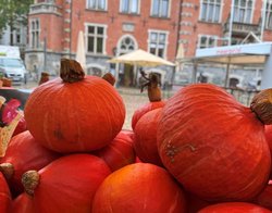 Herbst-Gold auf dem Oldenburger Rathausmarkt: Kürbisse am Marktstand. Foto: Stadt Oldenburg Herbst-Gold auf dem Oldenburger Rathausmarkt: Kürbisse am Marktstand. Foto: Stadt Oldenburg