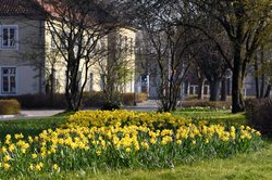 Blühende Osterglocken an der Schleusenstraße. Foto: Hans-Jürgen Zietz