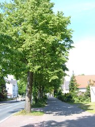 Straßenbäume in Oldenburg. Foto: Stadt Oldenburg