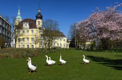 Blühende Zierkirschen in der Oldenburger Innenstadt. Foto: Hans-Jürgen Zietz 