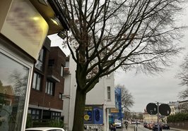 Diese an der Nadorster Straße stehende Sumpfeiche muss aus Sicherheitsgründen gefällt werden. Foto: Stadt Oldenburg