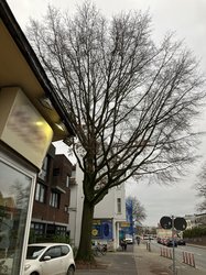 Diese an der Nadorster Straße stehende Sumpfeiche muss aus Sicherheitsgründen gefällt werden. Foto: Stadt Oldenburg