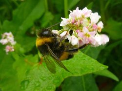 Wiesenhummel an Buchweizenblüte. Foto: Stadt Oldenburg