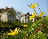 Rechts: Blühendes Scharbockskraut an der Haaren