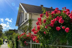 Blühende Rosen an der Kanalstraße. Foto: Hans-Jürgen Zietz