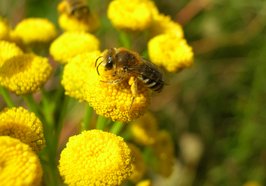 Wildbiene auf gelber Blüte. Foto: Stadt Oldenburg
