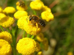Wildbiene auf gelber Blüte. Foto: Stadt Oldenburg