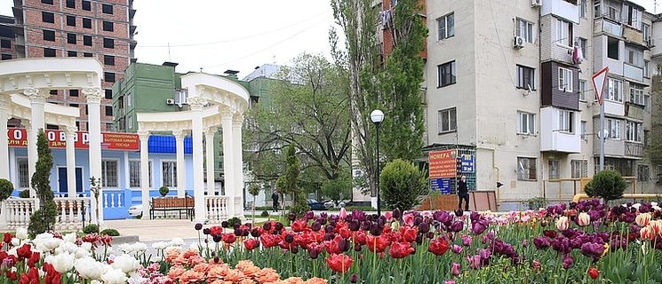 Ein Beet mit verschiedenfarbigen Tulpen in Machatschkala, im Hintergrund sind Gebäude zu sehen. Foto: Stadt Machatschkala