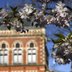 Vorschau: Frühlingsblüten am Oldenburger Rathaus. Foto: Hans-Jürgen Zietz