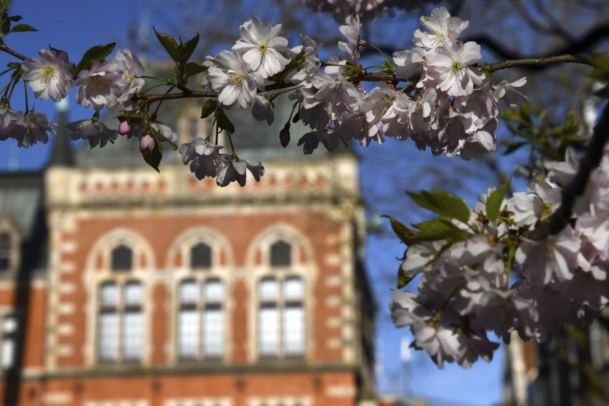 Hans-Jürgen Zietz Frühlingsblüten am Oldenburger Rathaus. Foto: Hans-Jürgen Zietz
