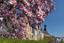 Blühende Magnolie an der Ofener Straße. Foto: Hans-Jürgen Zietz Blühende Magnolie an der Ofener Straße. Foto: Hans-Jürgen Zietz