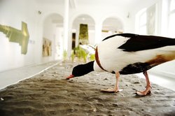 Vogelaufnahme einer Brandgans auf dem Deichmodell. Quelle: Landesmuseum Natur und Mensch