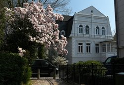 Magnolienblüte im Oldenburger Dobbenviertel. Foto: Hans-Jürgen Zietz