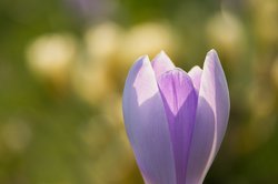 Frühblüher im Schlosspark. Foto: Jens Finke