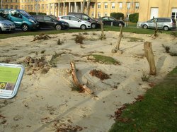 Pilotfläche Artenvielfalt vor der Polizeidirektion. Foto: Stadt Oldenburg