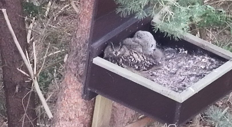 Uhu-Pärchen mit Nachwuchs. Foto: Privat Uhu-Pärchen mit Nachwuchs. Foto: Privat